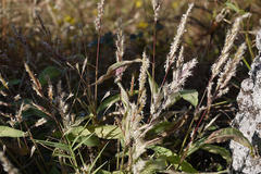 Spodiopogon rhizophorus